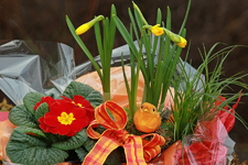 erste Frühlingsboten4_mini.webp