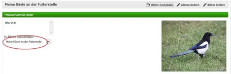 Elster.webp