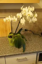 DSC00658.webp