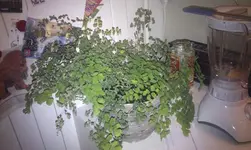 IMAG0069.webp
