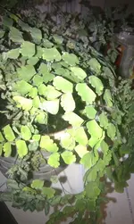 IMAG0070.webp