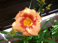 ALIM0609.webp