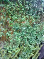 DSC00273.webp