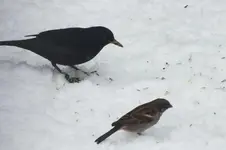 amsel  ..webp