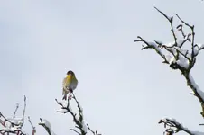 auf der spitze.webp