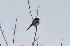 schwanzmeise.webp