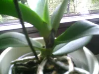 PIC01168.webp