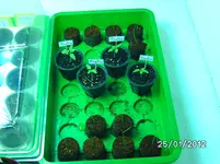 002.webp