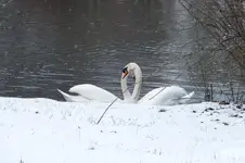 2012_0124winter0182.webp