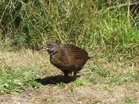 Copy of IMG_8303 v.webp