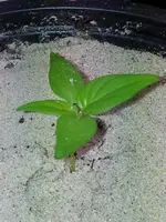 20120124_184632.webp