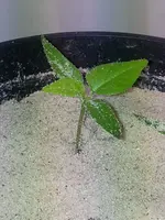 20120124_184645.webp