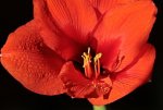 Amaryllis2_smaller.JPG