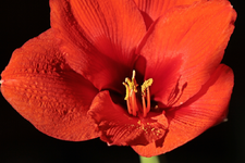 Amaryllis2_smaller.webp