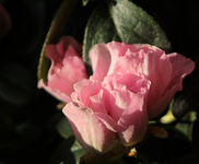 Azalee_smaller.webp