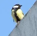 Lavis Meisle.webp
