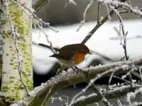 Rotkehlchen0476.webp