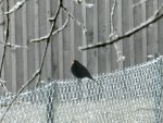 Amsel011.JPG