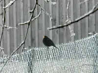 Amsel011.webp