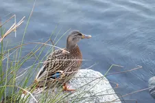 wildente.webp