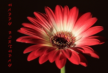 Gerbera.webp