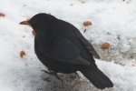 amsel.jpg