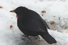 amsel.webp