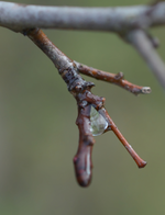 DSC_5692 Tautropfen im Winter.webp