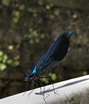 IMG_1227 blaue Libelle.jpg