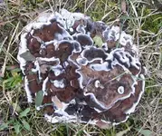 pilz.webp