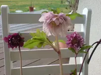 !Heleborus trippel blümle.webp