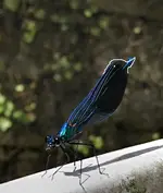 Copy of IMG_1227 blaue Libelle.webp
