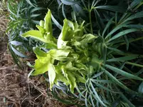 waldblume.webp