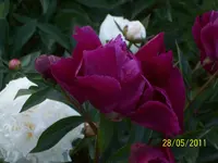 101_0179.webp