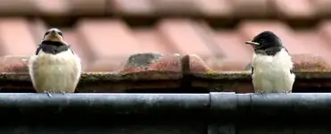 dsc00943xn[1].webp