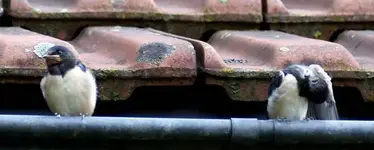 dsc00949[1].webp