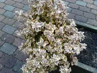 Blumenkasten.webp