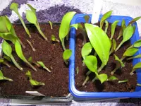 Cannas 2012-01-29.webp
