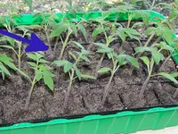 tomaten_anzuchtschale.webp