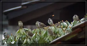 hunger.webp