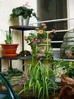 IMG_2717.webp