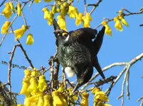 Tui v.webp