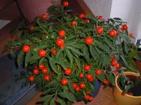 CIMG0794.webp