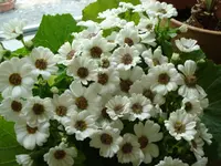 DSC06003.webp