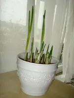 DSC06004.webp