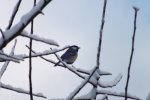 2012_0124winter0063.jpg