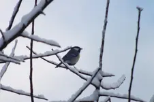 2012_0124winter0063.webp