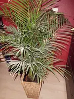 DSCI0083n.webp