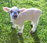 Copy of Tiere alt 364 v.webp