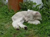Copy of Tiere alt 502v.webp